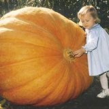 Dill's Atlantic Giant Pumpkin packet